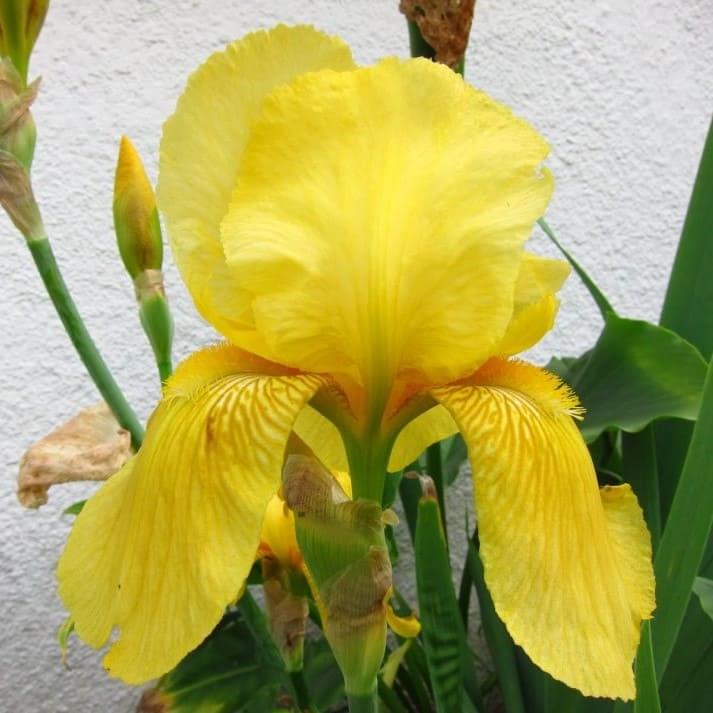 iris